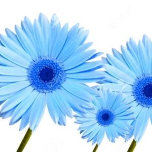 Meet your Posher, Pam